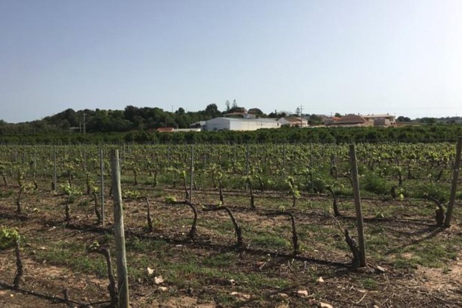 Algarve Wine Tour of Two Wine Estates - Villa Alvor: A Historic Family Estate with Modern Winemaking