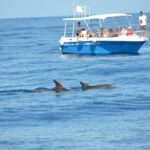 Alghero - Dolphin Watching and Guided Snorkeling (summer tour) - Snorkeling in the Capo Caccia Marine Reserve