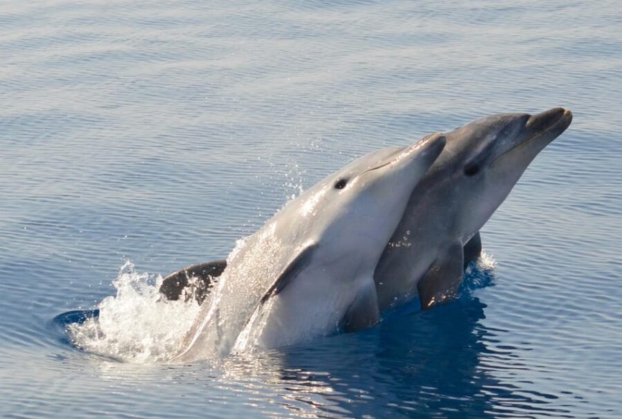 Alghero: Dolphin Watching Tour with Marine Biologists - The Marine Protected Area and Snorkeling Experience