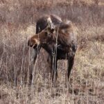 Algonquin Park: Adventure Tour from Toronto - Exploring Trail Options Depending on the Season
