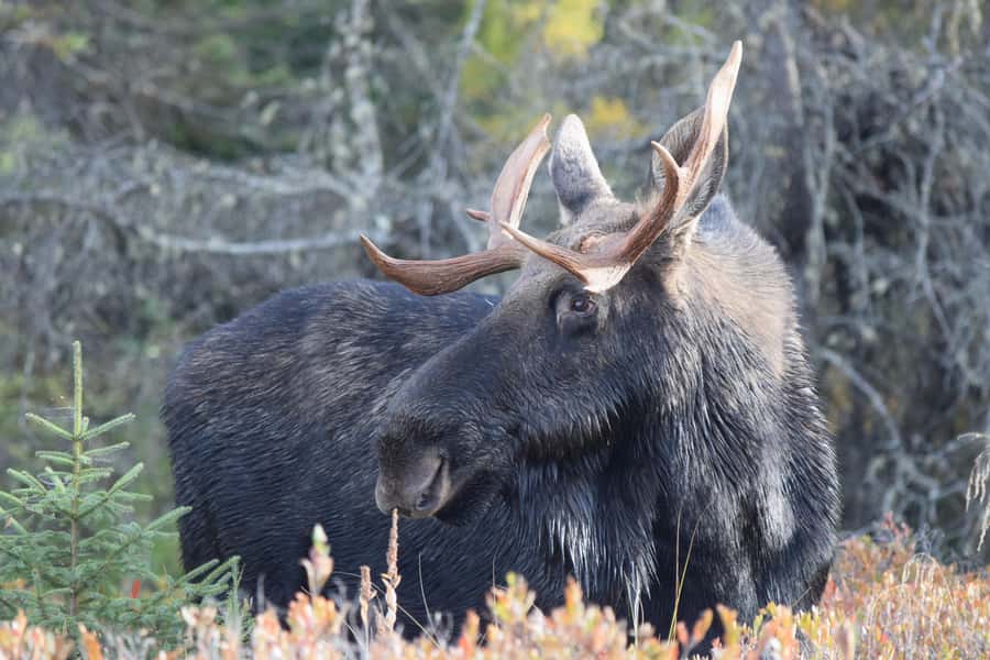 Algonquin Park Day Tour: Canoeing Adventure - Paddling Through Algonquin’s Pristine Waters