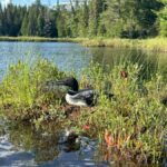 Algonquin Park: Luxury 4-Day/3-night Canoe and Camping Tour - Exploring Algonquin’s Serene Waters and Winding Rivers