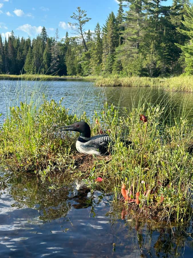 Algonquin Park: Luxury 4-Day/3-night Canoe and Camping Tour - Exploring Algonquin’s Serene Waters and Winding Rivers
