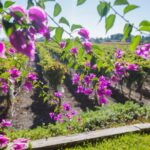 Alicante Wine Tour with Wine Tasting - The Starting Point and Convenient Pickup in Alicante