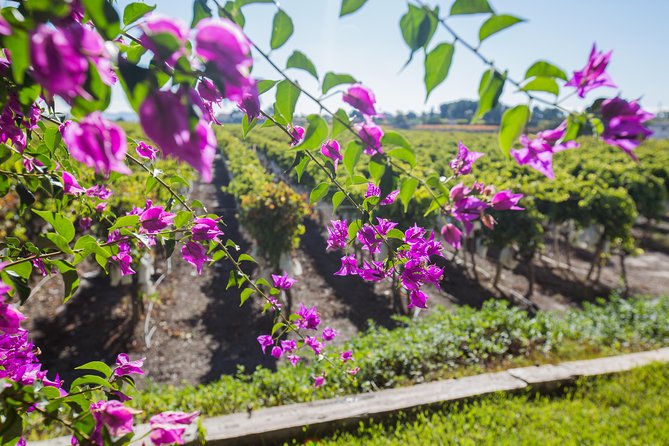 Alicante Wine Tour with Wine Tasting - The Starting Point and Convenient Pickup in Alicante