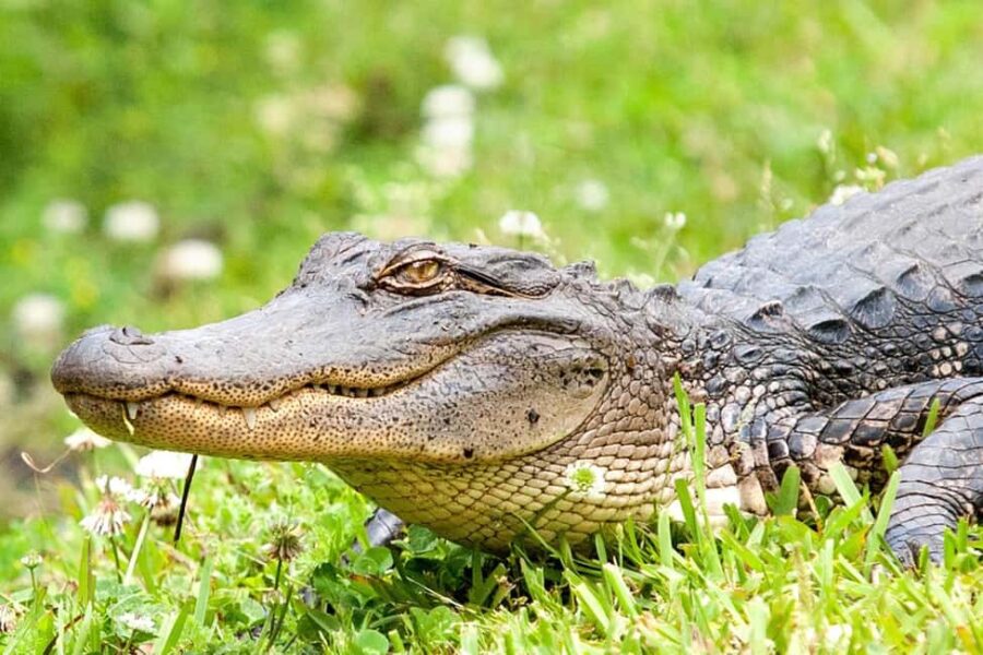 Alligator Swamp Tour by Gray Line New Orleans - Scenic Route Through the Jean Lafitte National Historical Park