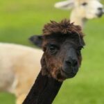 Alpaca Tour on the Road to Hana - Meeting Point at La Posta Farm on Maui