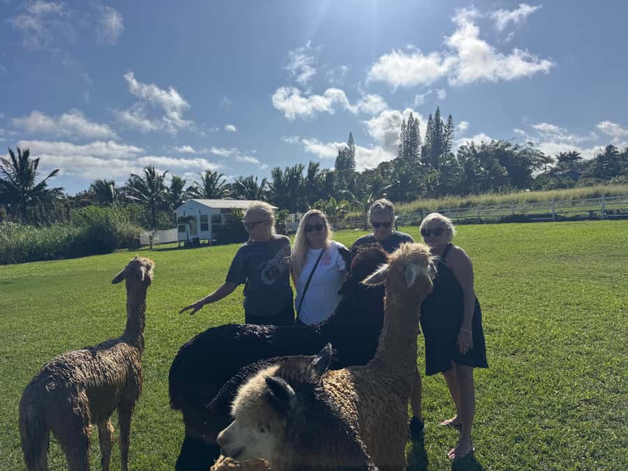 Alpacas Farm Tour on the Road to Hana - Stunning Views of Pastures and Ocean from the Farm