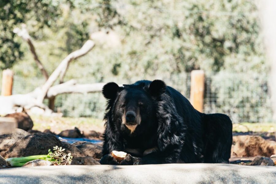 Alpine: Lions Tigers & Bears Animal Sanctuary Guided Visit - The Scenic Sanctuary and Historic Ranch Setting