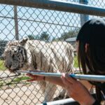 Alpine: Lions Tigers & Bears Sanctuary Visit and Feeding - Scenic Grounds and Natural Habitat of Over 65 Animals