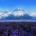 Alyeska/Girdwood Express - What the Girdwood Express Looks Like for the Journey