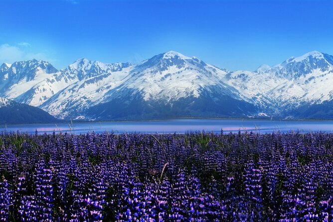 Alyeska/Girdwood Express - What the Girdwood Express Looks Like for the Journey