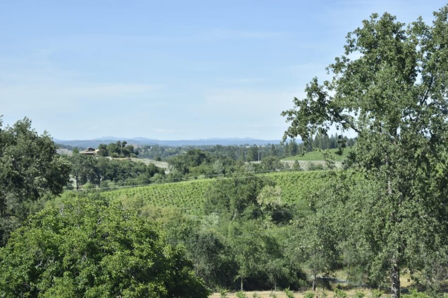 Amador County Wine Tasting Tour Private Tour 1 To 14 Group - The Freedom to Customize Your Winery Visits