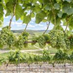 Amador County Wine Tasting Tours max 14 pax Private Wine Tours - The Convenience of Private Transportation and Safety Measures