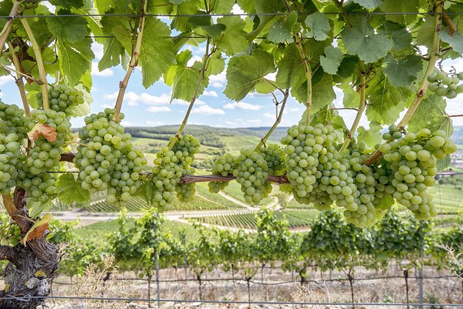 Amador County Wine Tasting Tours max 14 pax Private Wine Tours - The Convenience of Private Transportation and Safety Measures