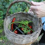 Amalfi Coast & Sorrento Cooking Class School at Farmhouse - Starting the Day with a Traditional Italian Breakfast in Sorrento
