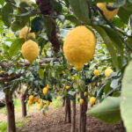 Amalfi Coast: The most beautiful trails of Ravello, Scala, and Minori - Accessibility and Suitability