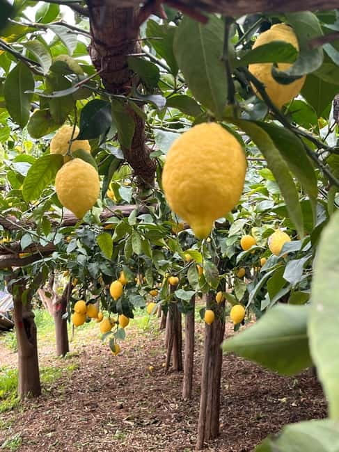 Amalfi Coast: The most beautiful trails of Ravello, Scala, and Minori - Accessibility and Suitability