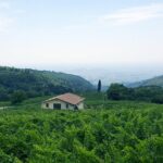 Amarone Wine Tour (all-inclusive full day with lunch and expert wine guide) - Visiting the Valpolicella Hills: A Wine Lovers Paradise