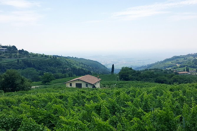 Amarone Wine Tour (all-inclusive full day with lunch and expert wine guide) - Visiting the Valpolicella Hills: A Wine Lovers Paradise
