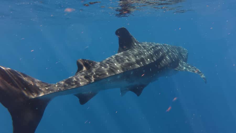 Amazing Adventure, Search and Swim with Whale Sharks on Holbox Island - The Journey to the Whale Shark Habitat