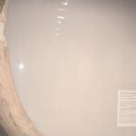 Amazing guided Notre dame and Ile de la cité tour with crypt - Encountering the Archaeological Crypt of Notre-Dame