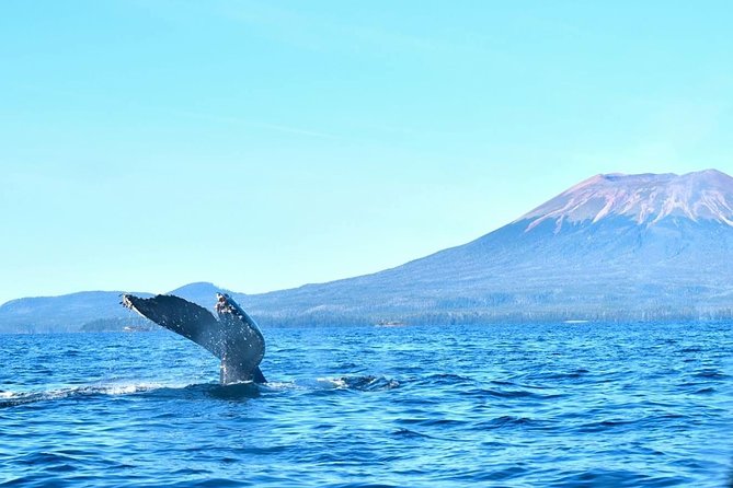 Amazing Whale Watching and Marine Wildlife Shore Excursion - Easy Booking and Convenient Location in Sitka