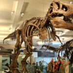 American Museum of Natural History Admission Ticket - Highlights of the Museums Exhibits and Galleries