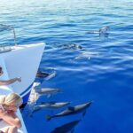 Among Whales Dolphins and Volcanoes Full Day Tour With Lunch - Exploring Lava and Geothermal Activity at Central Geothermal