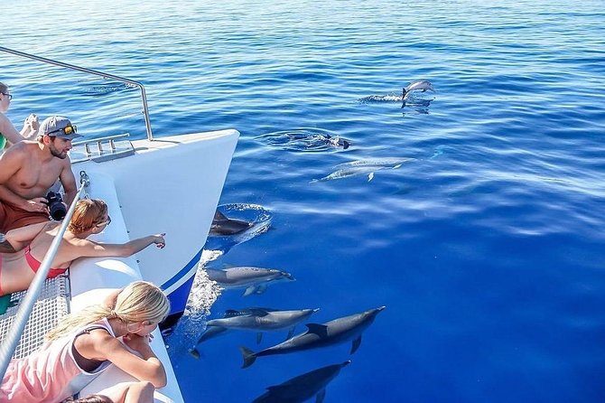 Among Whales Dolphins and Volcanoes Full Day Tour With Lunch - Exploring Lava and Geothermal Activity at Central Geothermal