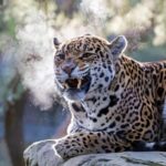 Amsterdam: ARTIS Amsterdam Royal Zoo Entry Ticket - Discovering the Animal Exhibits and Enclosures