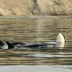 Anacortes: Full Day Whale/Wildlife Tour; Friday Harbor Stop - Practicalities: What to Wear, Bring, and Expect on Board