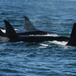Anacortes: Whale Watching Adventure Tour Near Seattle - Departing Directly from Anacortes with No Ferry Needed