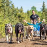 Anchorage: Dog Sled Ride in Willow with Transfers - Starting Point and Transportation Logistics in Downtown Anchorage