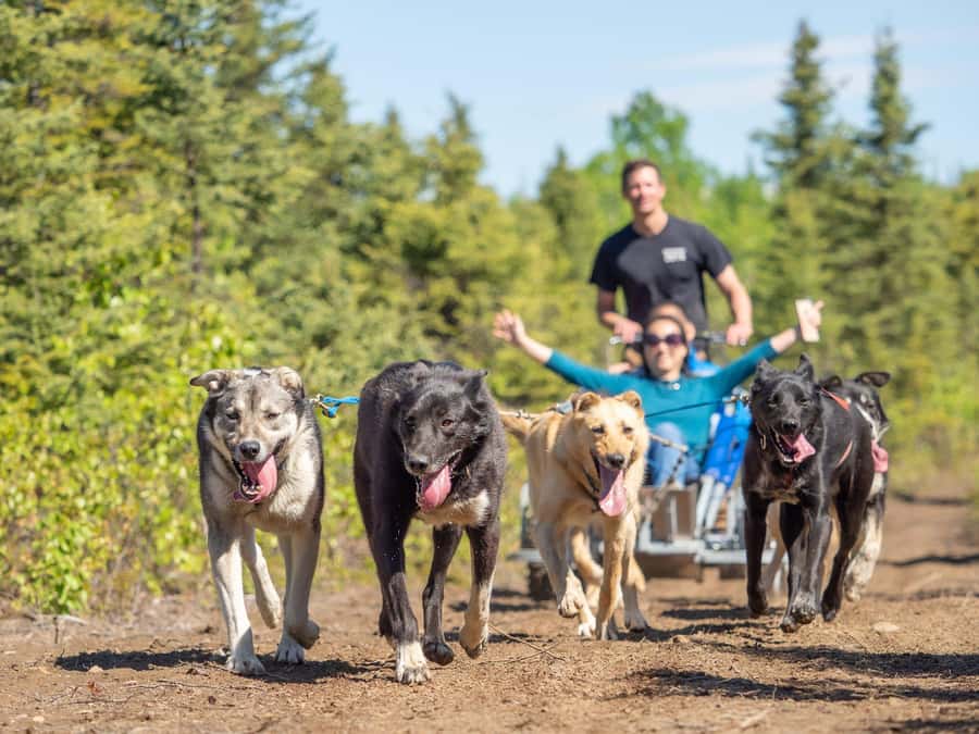 Anchorage: Dog Sled Ride in Willow with Transfers - Starting Point and Transportation Logistics in Downtown Anchorage