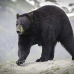 Anchorage: Glacier & Wildlife Discovery Tour (7-hours) - Starting Point and Tour Logistics in Anchorage