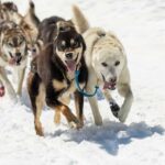 Anchorage: Helicopter Glacier Dogsledding Tour - Scenic Helicopter Flight Over the Chugach Mountains