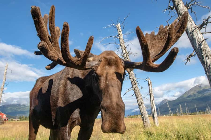 Anchorage: Scenic Tour to Wildlife Center - Scenic Drive Along Turnagain Arm Offers Spectacular Views