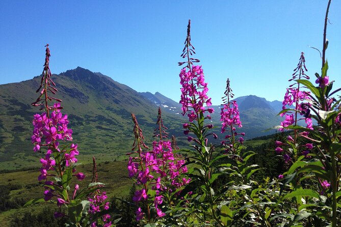 Anchorage to Seward Direct Transfer Tour - The Scenic Journey Along Seward Highway