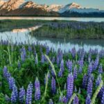 Anchorage: Turnagain Arm Highlights Photography Day Trip - Wildlife Opportunities and Seasonal Variations