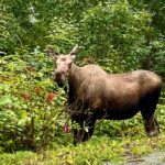 Anchorage: Wildlife Conservation Center & Portage Valley - Starting Point in Anchorage and Logistical Details