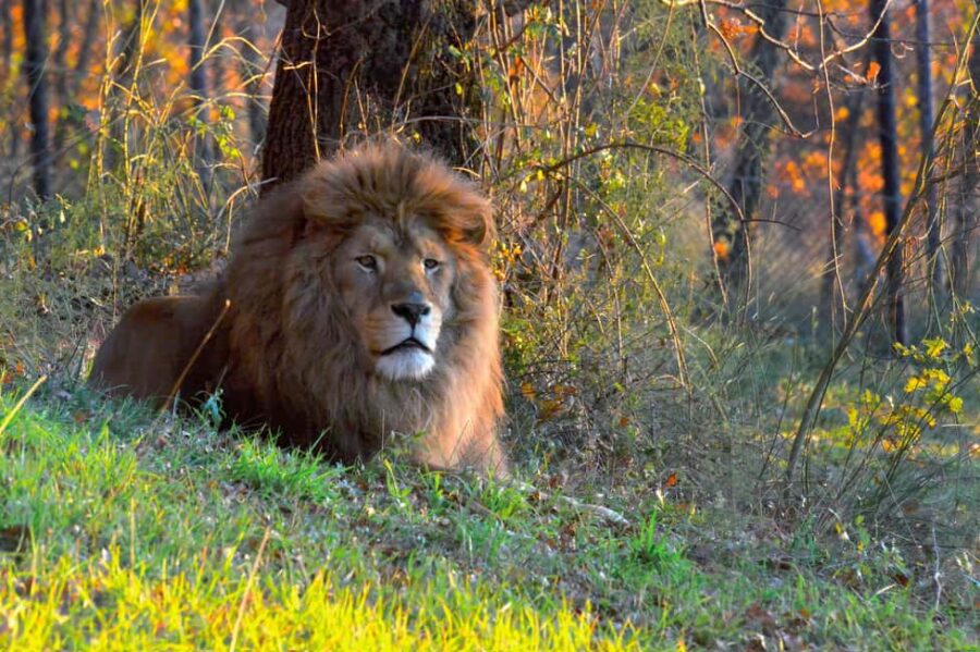 Animanatura Wild Sanctuary: A one-of-a-kind way to get to know animals - The Origins and Mission of Animanatura Wild Sanctuary