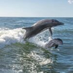 Anna Maria Island: Dolphin Cruise - The Expertise of Anna Maria Island’s Guides