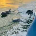 Anna Maria Island: Sunset Dolphin Cruise - Board a Comfortable Boat in Anna Maria Islands Waters