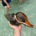 Anna Maria Island: The Island Kayak Tour - What Marine Life Will You See?
