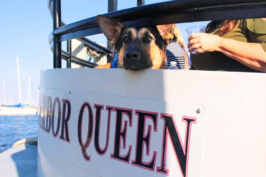 Annapolis Sunset Cruise - Scenic Views of Annapolis Harbor and the U.S. Naval Academy