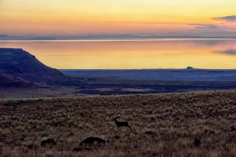 Antelope Island  Wildlife Expedition to the Great Salt Lake - Visiting the Historic Fielding Garr Ranch