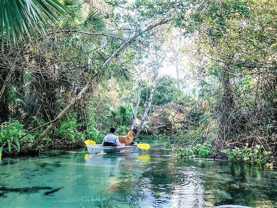 Apopka: Rock Springs Clear Kayak Tour - Paddling in the Emerald Cut: The Crystalline Stretch