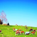 Appenzell and Liechtenstein Tour from Zurich - Chocolate and Cheese at Maestrani Factory