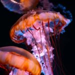 Aquarium & StanleyPark+20 Gem Spots+City/Vip Car+Small Group - Vancouver’s Top Highlights in a Comfortable, Personal Setting